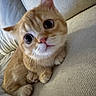 Mungbean Anderdingus joined the competition — help win amazing prizes! adorable, animal, cat, close_up, couch, curious, cute, feline, indoor, kitten, large_eyes, orange_tabby, paws, pet, pink_nose, portrait, sitting, sofa, striped_fur, whiskers