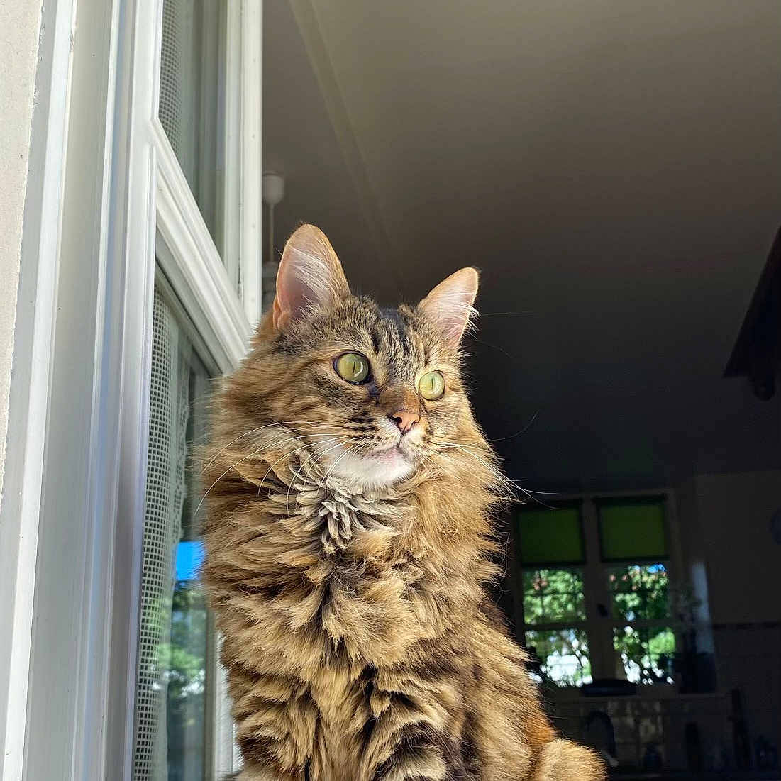 Jelly a rejoint le concours — aidez-le/la à gagner de superbes lots ! angora, animal, cat, door, face, furniture, head, indoors, interiordesign, kitten, lighting, manx, person, pet, photography, plant, portrait, pottedplant, window, wood