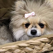 Poppy participe au concours pour gagner de l'argent avec cette photo : dog, pomeranian, fluffy, bow, pet, cute, basket, closeup, animal, fur, face, adorable, small_dog, indoors, curious, portrait, snout, eyes, cozy, resting