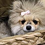 dog, pomeranian, fluffy, bow, pet, cute, basket, closeup, animal, fur, face, adorable, small_dog, indoors, curious, portrait, snout, eyes, cozy, resting