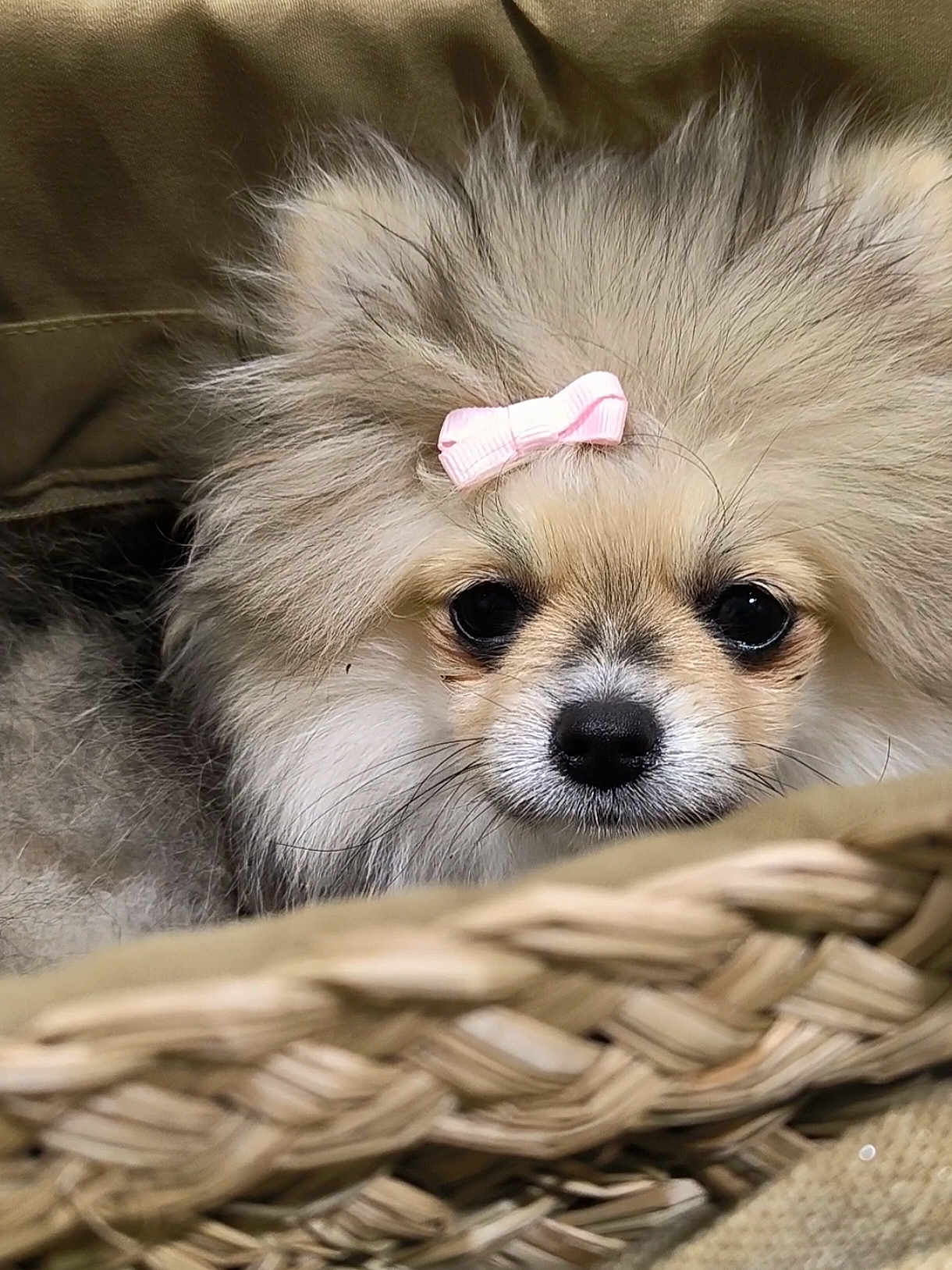 Poppy participe au concours pour gagner de l'argent avec cette photo : dog, pomeranian, fluffy, bow, pet, cute, basket, closeup, animal, fur, face, adorable, small_dog, indoors, curious, portrait, snout, eyes, cozy, resting