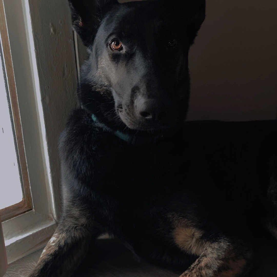 Fenrir joined the competition — help win amazing prizes! animal, architecture, building, canine, dog, furniture, germanshepherd, hardwood, hound, husky, indoors, interiordesign, labradorretriever, livingroom, pet, puppy, room, snout, window, wood