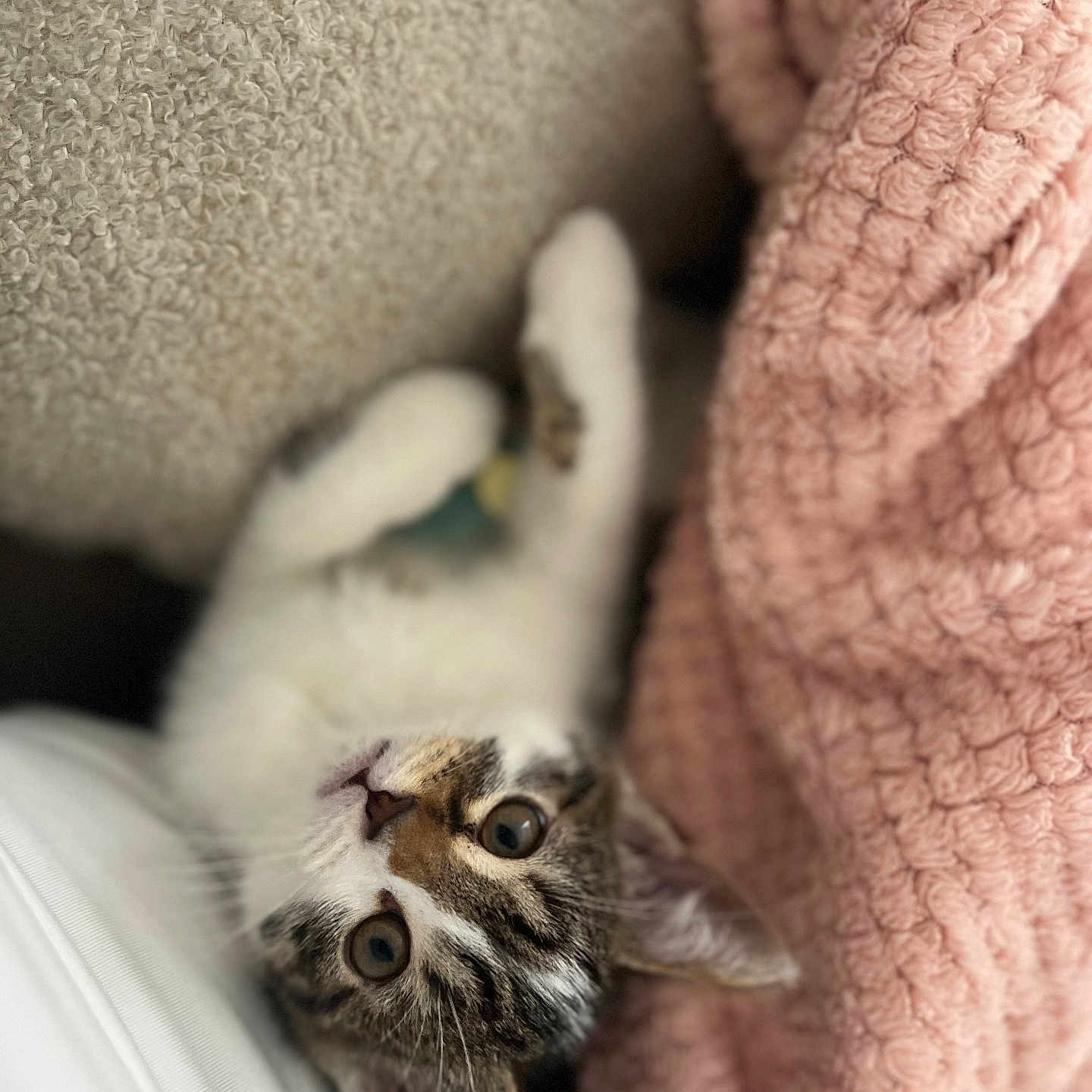 Romy participe au concours pour gagner de l'argent avec cette photo : abyssinian, animal, blanket, cat, couch, furniture, kitten, manx, person, pet, quilt, sleeping, white