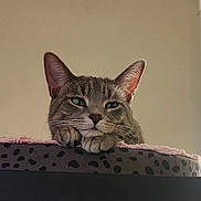 Lucy joined the competition — help win amazing prizes! cat, tabby_cat, pet_bed, animal, indoor, feline, resting, paw, ears, face, window, shelf, cozy, relaxed, looking, green_eyes, fur, home, daylight, animal_portrait