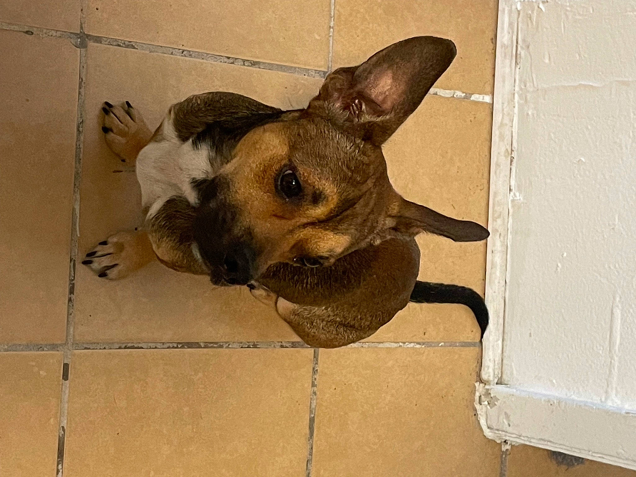 Elvis is registered to the contest to win money with this photo: beige, canidae, carnivore, companion_dog, dog, dog_breed, dog_supply, ear, fawn, fur, liver, paw, snout, sporting_group, tail, terrestrial_animal, toy_dog, whiskers, wood, working_animal