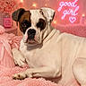 dog, white_dog, brown_spots, pink_blanket, fluffy_texture, neon_sign, good_girl_text, fairy_lights, pink_decor, roses, candle, cozy, pet_portrait, indoor, relaxed_dog, cute_pet, soft_lighting, resting_dog, animal, bedroom
