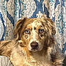 Gypsy joined the competition — help win amazing prizes! animal, blue_eyes, brown, close_up, cream, curtain, dog, domestic_animal, ears, expression, face, fluffy, fur, indoors, looking_at_camera, nose, pattern, pet, portrait, snout