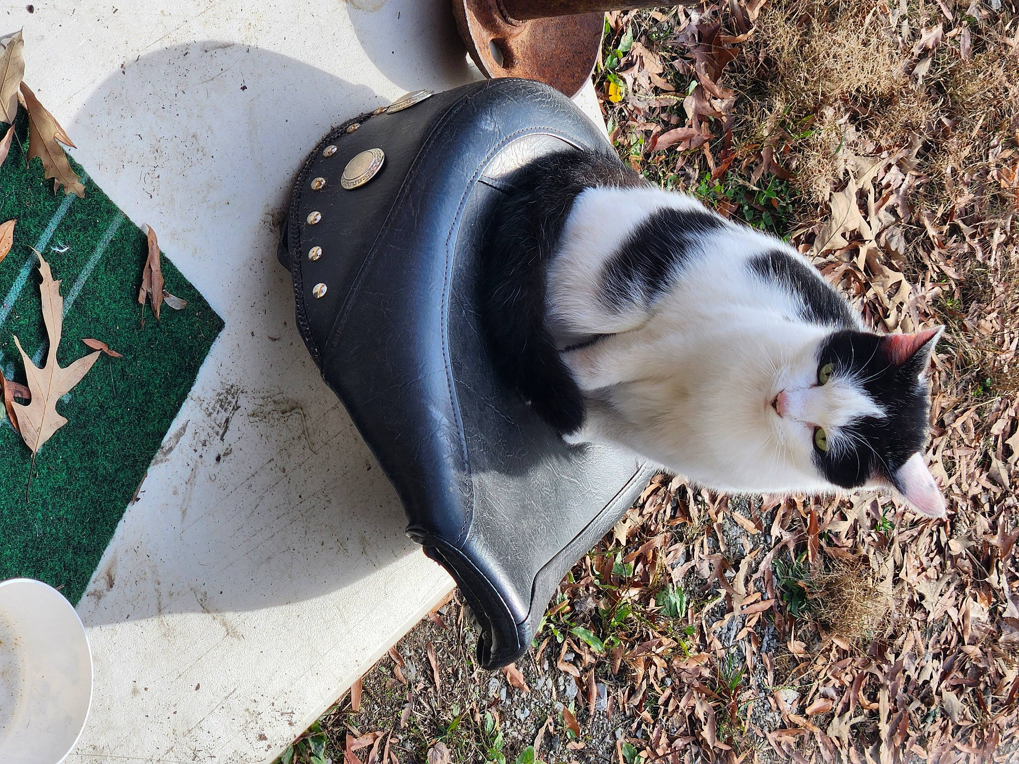 Jose joined the competition — help win amazing prizes! carmine, carnivore, cat, collar, dog_breed, domestic_short_haired_cat, fashion_accessory, felidae, flightless_bird, fur, grass, paw, plant, small_to_medium_sized_cats, snout, tail, terrestrial_animal, tree, whiskers, wildlife