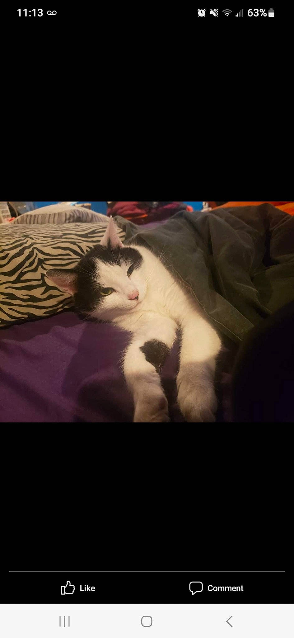 Jose joined the competition — help win amazing prizes! blanket, canidae, carnivore, cat, cloud, comfort, darkness, domestic_short_haired_cat, felidae, fur, linens, nap, night, paw, room, sky, sleep, small_to_medium_sized_cats, tail, whiskers