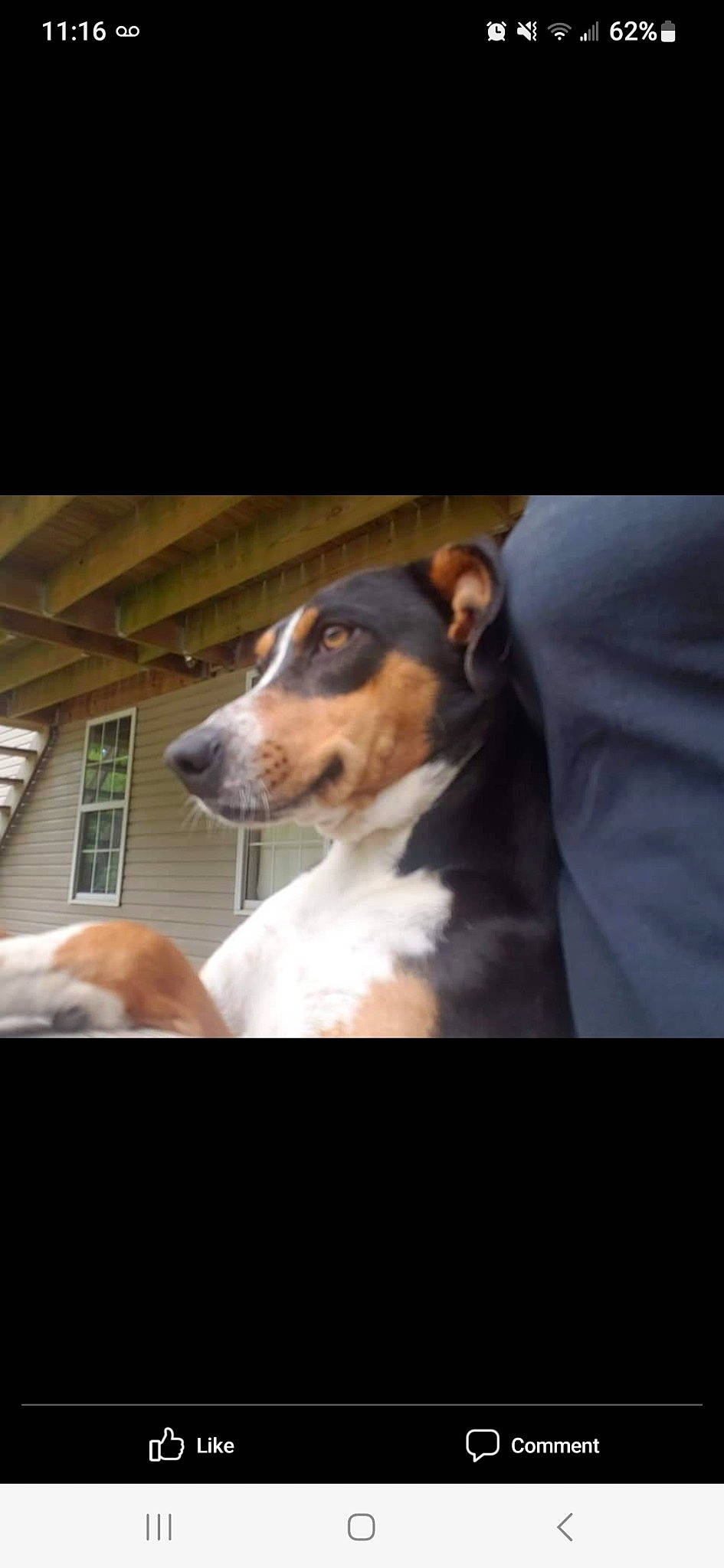 Princess is registered to the contest to win money with this photo: canidae, carnivore, collar, companion_dog, dog, dog_breed, ear, hunting_dog, snout, terrestrial_animal, whiskers, window, working_animal