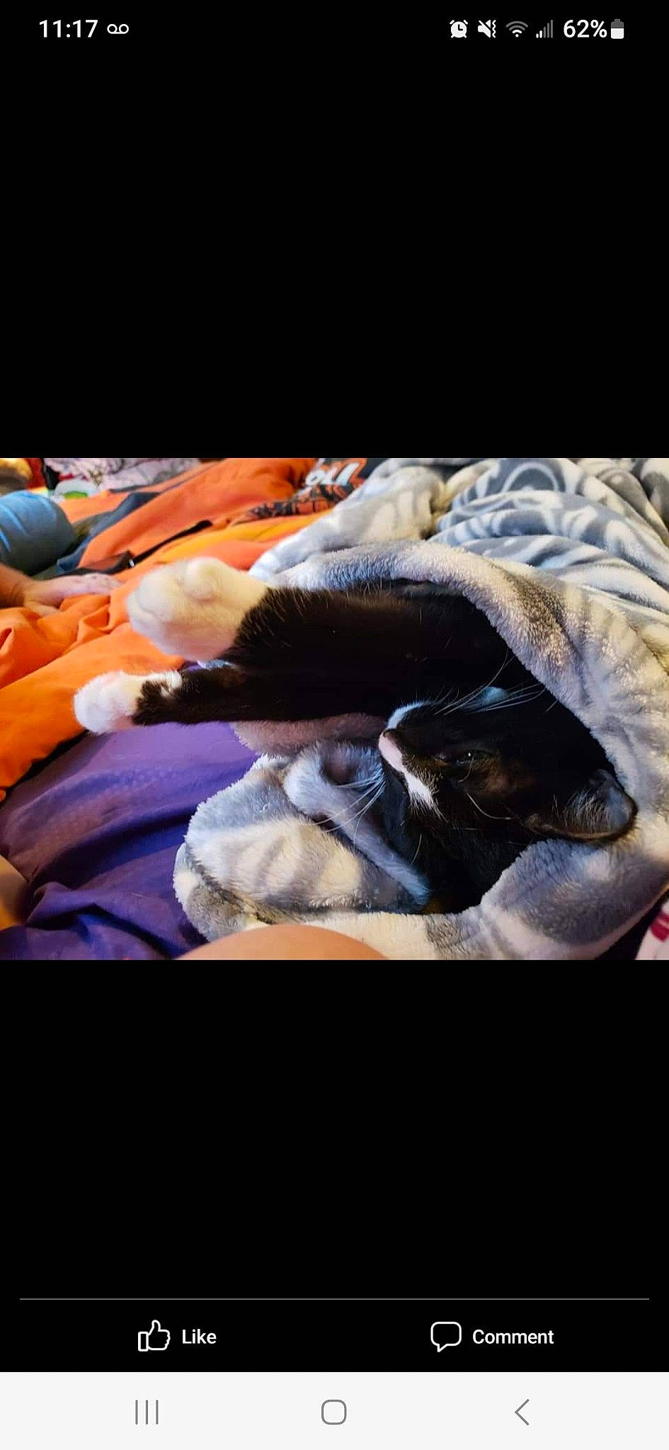 Jack is registered to the contest to win money with this photo: bed, bed_sheet, bedding, bedroom, blanket, canidae, carnivore, comfort, companion_dog, dog_breed, felidae, fur, linens, nap, rock, room, small_to_medium_sized_cats, sporting_group, thread, whiskers