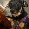 dog, black_and_tan, portrait, close_up, wide_eyes, floppy_ears, purple_harness, indoor, home, tiled_floor, wooden_furniture, pet, canine, sitting, looking_at_camera, brown markings, black_fur, friendly, flash_photography, playful