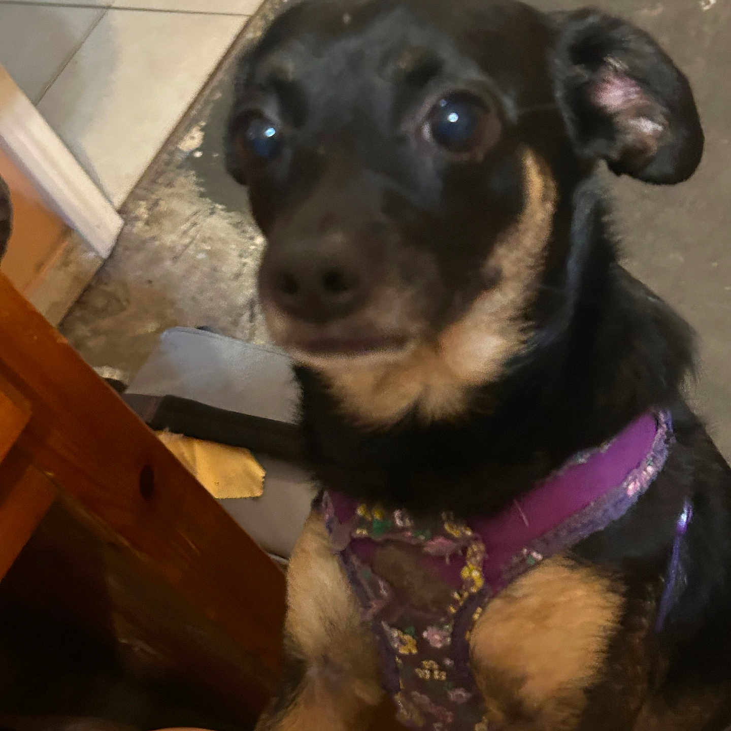 Lila