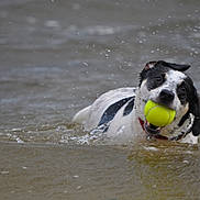 Snoopy joined the competition — help win amazing prizes! dog, water, tennis_ball, splash, swimming, retrieving, black_and_white, outdoors, action, motion, wet, animal, pet, canine, river, lake, water_droplets, playful, fetch, photography