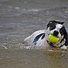 dog, water, tennis_ball, splash, swimming, retrieving, black_and_white, outdoors, action, motion, wet, animal, pet, canine, river, lake, water_droplets, playful, fetch, photography