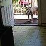 Cocoa joined the competition — help win amazing prizes! dog, door, porch, grill, fence, outdoor, pet, canine, chain_collar, floor, stove, home, animal, curious, looking, sunlight, shadow, wood, backyard, open_door
