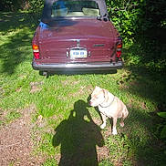 Cocoa joined the competition — help win amazing prizes! dog, grass, car, vintage_car, license_plate, shadow, outdoor, sunlight, collar, animal, pet, nature, greenery, park, vehicle, daytime, parked_car, canine, sitting, quiet