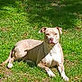 Cocoa is registered to the contest to win money with this photo: dog, grass, outdoor, sunlight, animal, pet, canine, nature, relaxed, laying, brown, white, daytime, mammal, resting, fur, ears, snout, paw, leaf