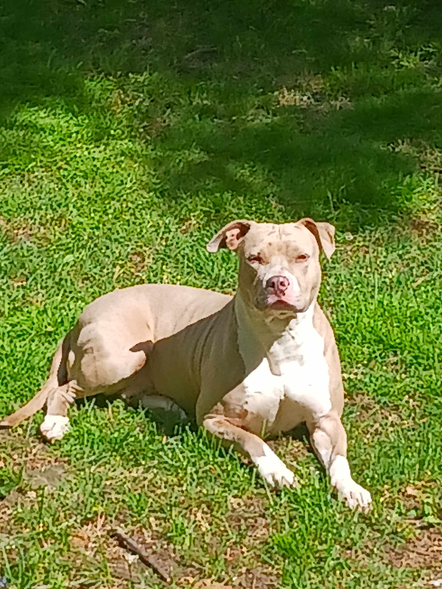Cocoa is registered to the contest to win money with this photo: dog, grass, outdoor, sunlight, animal, pet, canine, nature, relaxed, laying, brown, white, daytime, mammal, resting, fur, ears, snout, paw, leaf