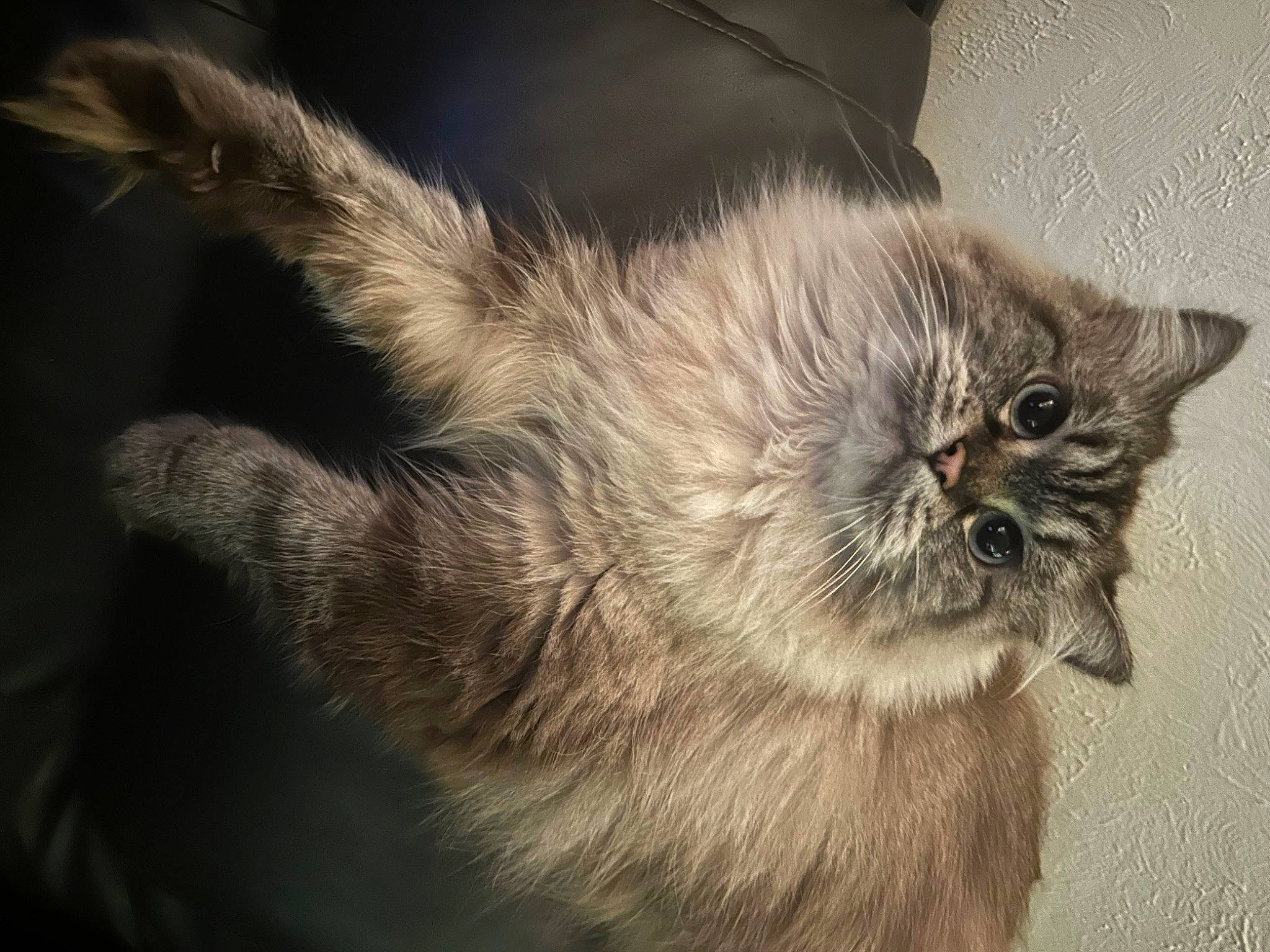 Freya joined the competition — help win amazing prizes! british_longhair, carnivore, cat, claw, darkness, fang, felidae, fur, paw, small_to_medium_sized_cats, snout, tail, terrestrial_animal, whiskers