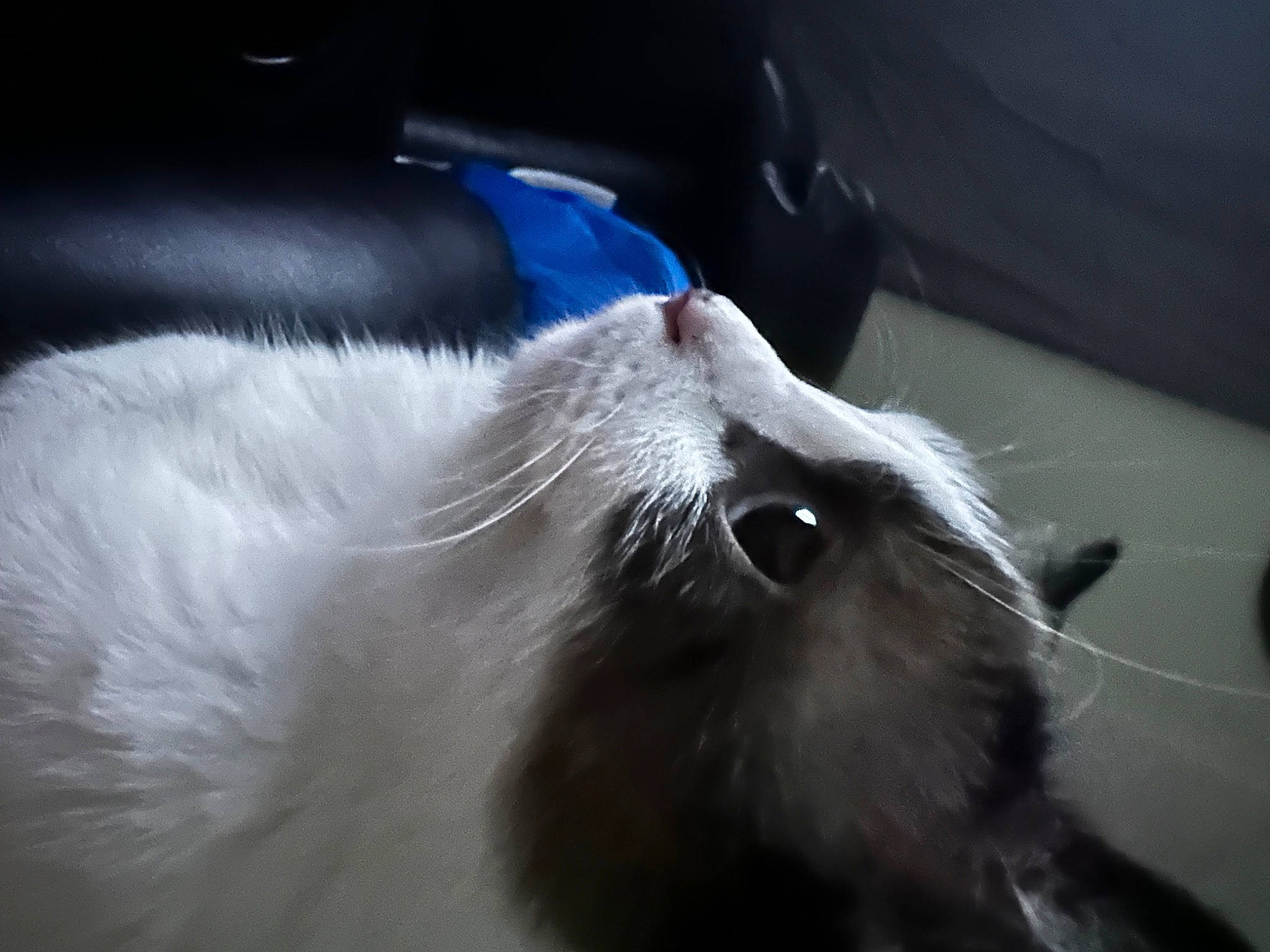 Buggy is registered to the contest to win money with this photo: carnivore, cat, comfort, companion_dog, electric_blue, felidae, fur, paw, small_to_medium_sized_cats, tail, whiskers