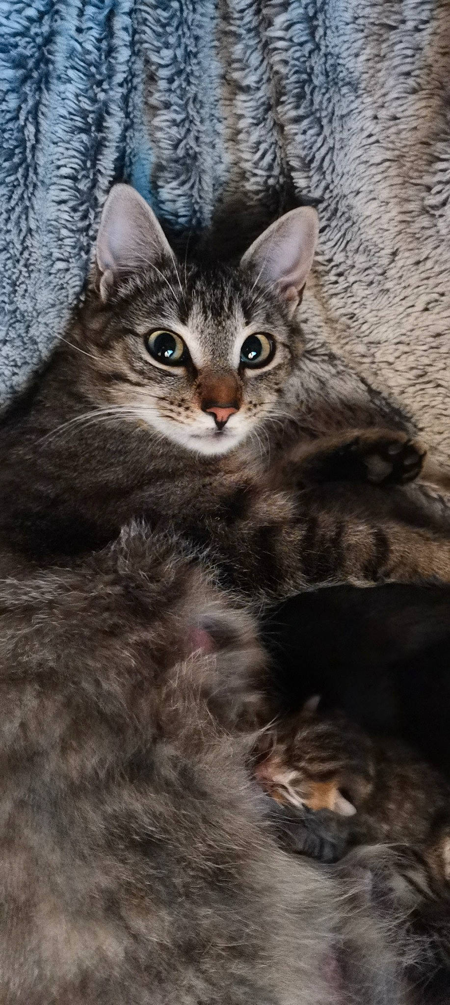 Marcelle participe au concours pour gagner de l'argent avec cette photo : carnivore, cat, claw, domestic_short_haired_cat, felidae, fur, paw, photo_caption, small_to_medium_sized_cats, snout, terrestrial_animal, whiskers, wildlife, window