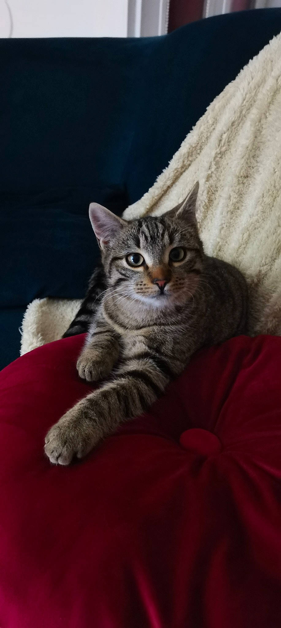 Marcelle a rejoint le concours — aidez-le/la à gagner de superbes lots ! carnivore, cat, claw, comfort, domestic_short_haired_cat, ear, eye, felidae, fur, grey, paw, sitting, small_to_medium_sized_cats, snout, tail, terrestrial_animal, tree, whiskers, wildlife, window