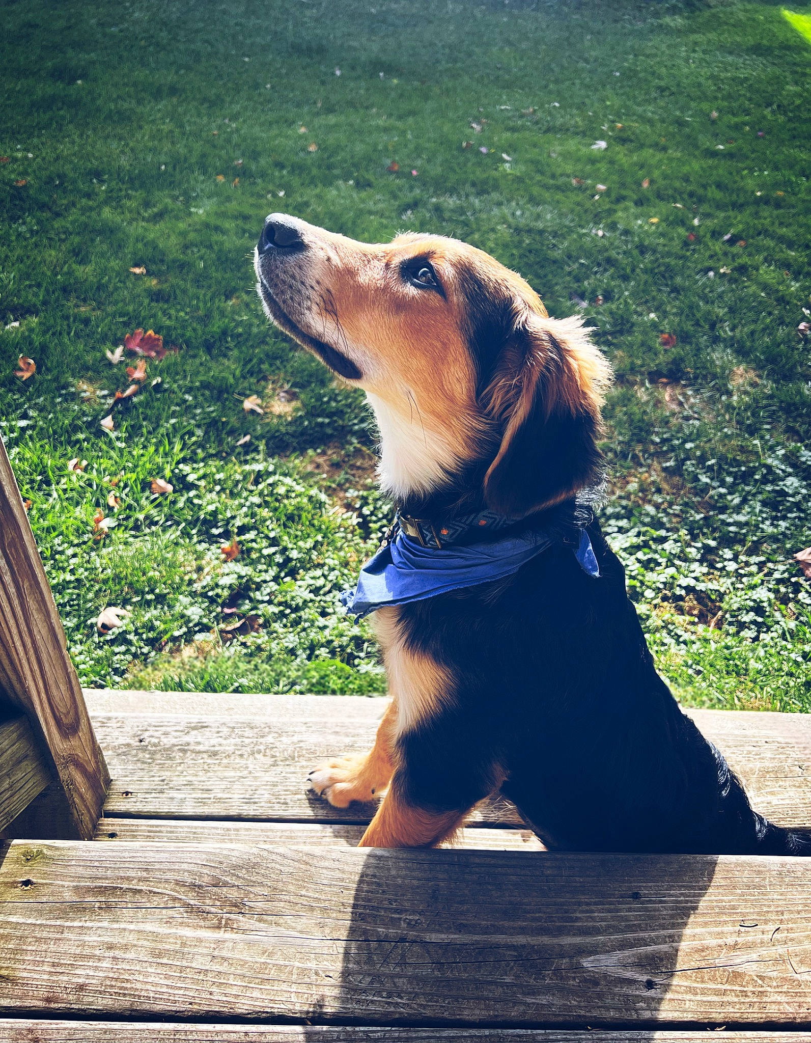 Deckard Kane joined the competition — help win amazing prizes! carnivore, collar, companion_dog, dog, dog_breed, dog_collar, dog_supply, electric_blue, fashion_accessory, fawn, grass, leash, pet_supply, plant, road_surface, sidewalk, snout, sporting_group, tints_and_shades, working_animal