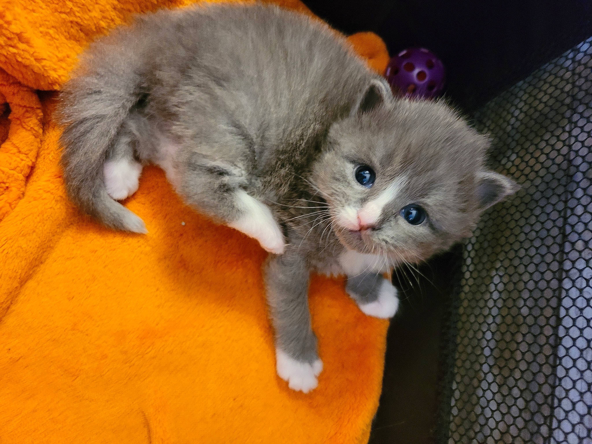 Bernard is registered to the contest to win money with this photo: carnivore, cat, cat_supply, cat_toy, claw, comfort, domestic_short_haired_cat, eye, fawn, felidae, flooring, fur, grey, iris, paw, photo_caption, small_to_medium_sized_cats, snout, tail, whiskers