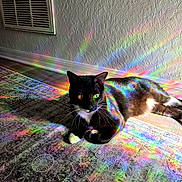 Theo joined the competition — help win amazing prizes! cat, black_and_white, rainbow_light, indoor, rug, floor, wall, reflection, colorful, patterned, relaxing, pet, animal, feline, sunlight, shadow, whiskers, ears, paws, resting