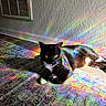cat, black_and_white, rainbow_light, indoor, rug, floor, wall, reflection, colorful, patterned, relaxing, pet, animal, feline, sunlight, shadow, whiskers, ears, paws, resting