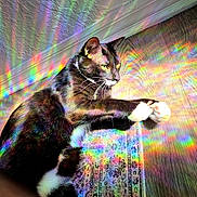 Theo joined the competition — help win amazing prizes! animal, black_and_white, bright, cat, colorful, floor, fur, home, indoor, pattern, paw, pet, rainbow_light, reflection, stretching, sunlight, texture, vibrant, wall, whiskers