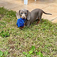 Becky a rejoint le concours — aidez-le/la à gagner de superbes lots ! dog, puppy, dachshund, shorthaired, brown, gray, blue_toy, rope_toy, playing, outdoor, grass, lawn, patio, tiles, standing, animal, pet, cute, portrait, daylight