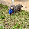 dog, puppy, dachshund, shorthaired, brown, gray, blue_toy, rope_toy, playing, outdoor, grass, lawn, patio, tiles, standing, animal, pet, cute, portrait, daylight