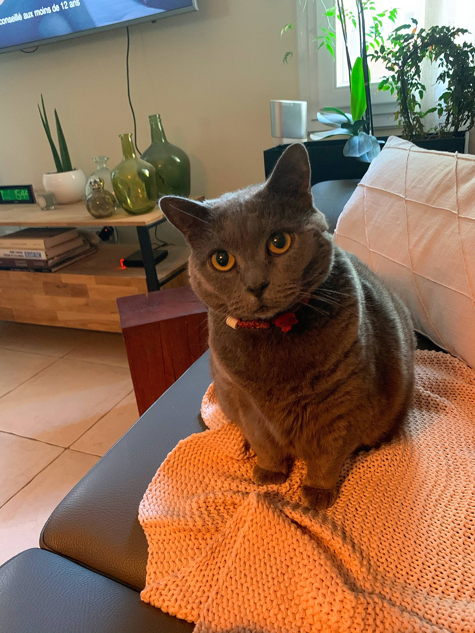 Hawaï a rejoint le concours — aidez-le/la à gagner de superbes lots ! carnivore, cat, chair, comfort, domestic_short_haired_cat, fawn, felidae, flooring, flowerpot, fur, houseplant, picture_frame, plant, room, sitting, small_to_medium_sized_cats, tail, whiskers, window, wood