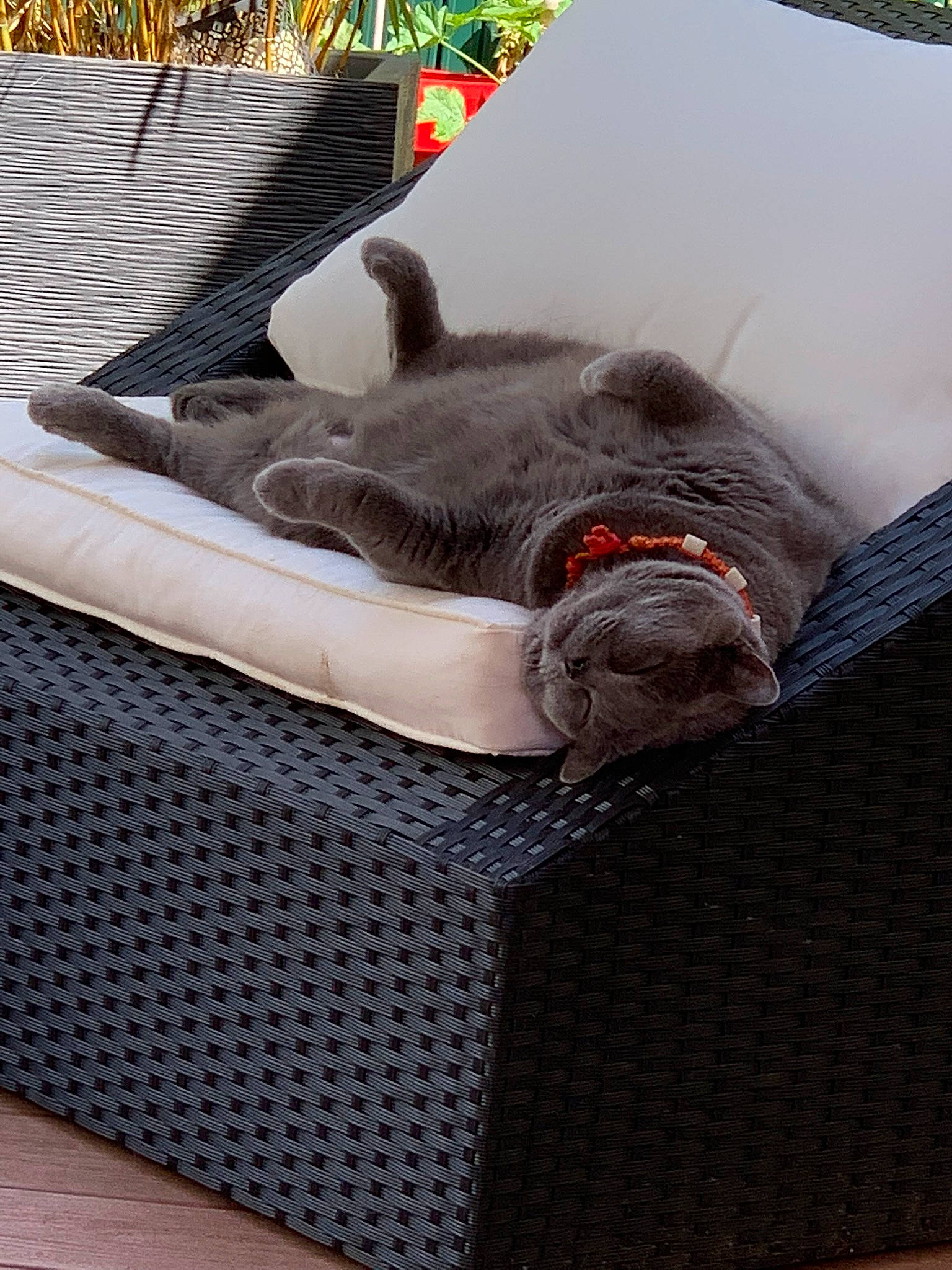 Hawaï a rejoint le concours — aidez-le/la à gagner de superbes lots ! bag, basket, carnivore, cat, cat_bed, comfort, couch, domestic_short_haired_cat, fawn, felidae, fur, grey, linens, luggage_and_bags, nap, outdoor_furniture, small_to_medium_sized_cats, tail, whiskers, wicker