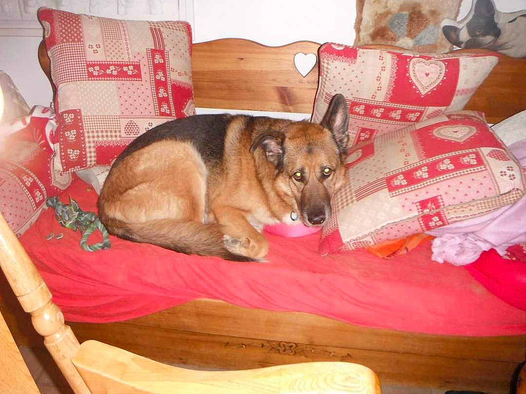 Faust a rejoint le concours — aidez-le/la à gagner de superbes lots ! canidae, carnivore, comfort, companion_dog, dog, dog_bed, dog_breed, dog_supply, fawn, flooring, hardwood, linens, nap, paw, pillow, room, sporting_group, throw_pillow, wood, working_animal