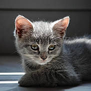 Crapule a rejoint le concours — aidez-le/la à gagner de superbes lots ! kitten, cat, grey_fur, animal, pet, young, cute, indoor, sunlight, shadow, whiskers, ears, eyes, fur, resting, portrait, adorable, small, mammal, feline