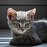 kitten, cat, grey_fur, animal, pet, young, cute, indoor, sunlight, shadow, whiskers, ears, eyes, fur, resting, portrait, adorable, small, mammal, feline
