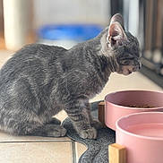 Crapule a rejoint le concours — aidez-le/la à gagner de superbes lots ! animal, cat, close_up, cute, domestic_cat, eyes_closed, feline, food_bowl, fur, gray_tabby, indoor, kitten, paws, pet, resting, side_view, tile_floor, water_bowl, whiskers, young_cat