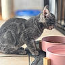animal, cat, close_up, cute, domestic_cat, eyes_closed, feline, food_bowl, fur, gray_tabby, indoor, kitten, paws, pet, resting, side_view, tile_floor, water_bowl, whiskers, young_cat