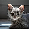 Crapule participe au concours pour gagner de l'argent avec cette photo : cat, kitten, gray_fur, animal, pet, cute, whiskers, ears, portrait, indoor, resting, young, feline, closeup, soft_light, curious_eyes, small, adorable, fur, laying_down