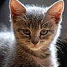 kitten, cat, gray_fur, whiskers, ears, eyes, portrait, animal, pet, feline, cute, soft_light, indoor, close_up, young_cat, relaxed, wooden_surface, fur_texture, curious, background_blur