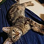 Figaro is registered to the contest to win money with this photo: animal, bedroom, blanket, cat, cozy, curious, cute, domestic, ears, eyes, feline, fur, home, indoor, lying_down, pet, relaxed, resting, tabby, whiskers
