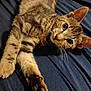 Figaro joined the competition — help win amazing prizes! alert, animal, bed, blue_background, cat, closeup, cute, domestic_cat, ears, feline, fur, indoor, paw, pet, playful, relaxed, resting, stretching, tabby, whiskers