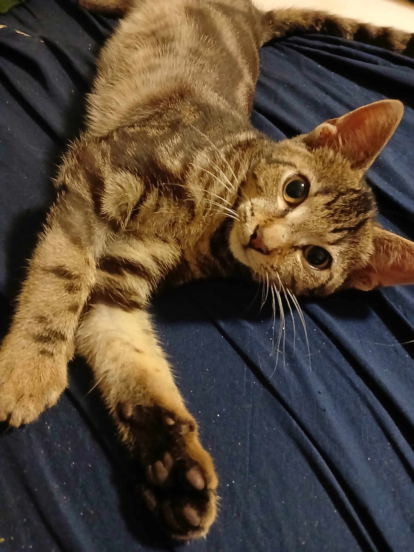 Figaro
