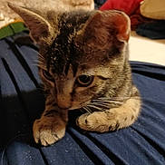 Figaro joined the competition — help win amazing prizes! animal, cat, closeup, cozy, curious, cushions, cute, ears, fabric, feline, home, indoor, kitten, paws, pet, resting, soft, tabby, whiskers, young