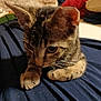 animal, cat, closeup, cozy, curious, cushions, cute, ears, fabric, feline, home, indoor, kitten, paws, pet, resting, soft, tabby, whiskers, young