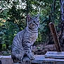 alert, animal, cat, curious, daylight, environment, feline, forest, greenery, mammal, nature, outdoor, pet, sitting, tabby, trees, whiskers, wildlife, wood, wooden_pallet