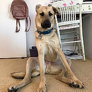 Flynn is registered to the contest to win money with this photo: dog, indoor, carpet, chair, backpack, desk, pet, animal, sitting, furniture, calm, brown_fur, collar, paw, tail, floor, home, quiet, relaxed, looking
